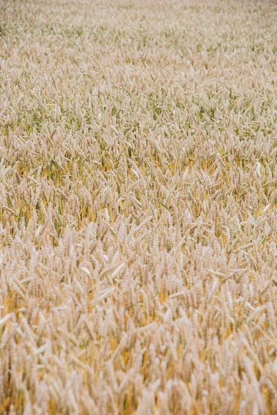 Trigo amarelo crescendo em um campo de fazenda — Fotografia de Stock