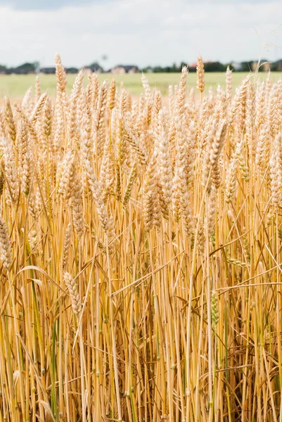 Gele tarwe groeien in een boerderij veld — Stok fotoğraf