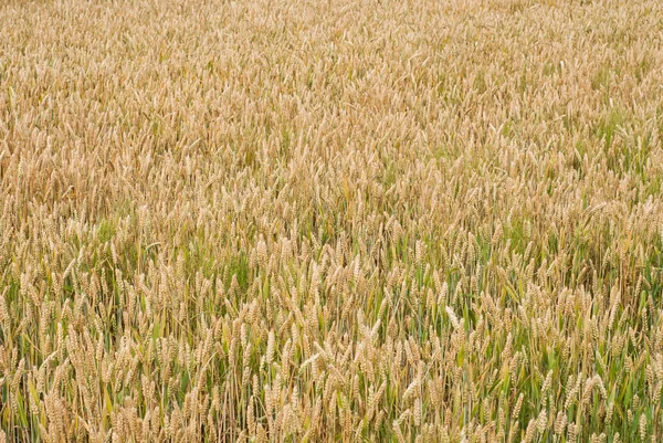 Trigo amarelo crescendo em um campo de fazenda — Fotografia de Stock