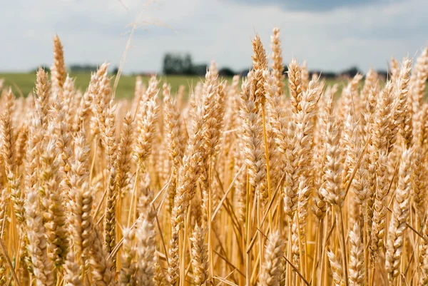 Gele tarwe groeien in een boerderij veld — Stockfoto