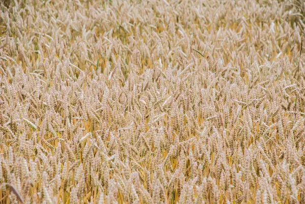 Gele tarwe groeien in een boerderij veld — Stockfoto