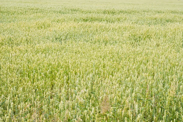 Вирощування зеленої пшениці в сільськогосподарському полі — стокове фото