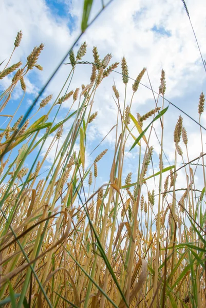 Желтая пшеница растет на фермерском поле — стоковое фото