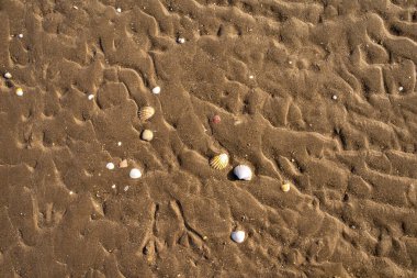 Dalgalar çekildiğinde deniz kabukları ıslak kumlu plaja saçıldı. Doğal dalga şekilli desenler, seyahat ve doğa temaları için minimalist bir deniz kenarı oluşturan organik bir kıyı dokusu oluşturur..