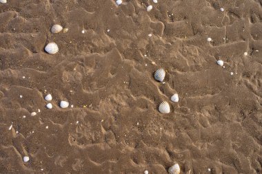 Dalgalar çekildiğinde deniz kabukları ıslak kumlu plaja saçıldı. Doğal dalga şekilli desenler, seyahat ve doğa temaları için minimalist bir deniz kenarı oluşturan organik bir kıyı dokusu oluşturur..