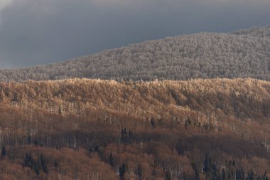 Güneşli altın ağaçlar ve karamsar bir gökyüzünün altındaki buzla kaplı dağlar arasında çarpıcı bir kontrastla, katmanlı orman tepelerinin yer aldığı nefes kesici kış manzarası..