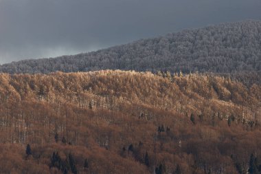 Güneşli altın ağaçlar ve karamsar bir gökyüzünün altındaki buzla kaplı dağlar arasında çarpıcı bir kontrastla, katmanlı orman tepelerinin yer aldığı nefes kesici kış manzarası..