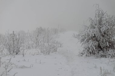 Şiddetli karla kaplı çalılar ve dağ sırtında ağaçlarla kaplı sakin kış manzarası. Yoğun beyaz sise doğru giden bir patikada ayak izleri var. Smerek, Bieszczady Ulusal Parkı, Polonya.