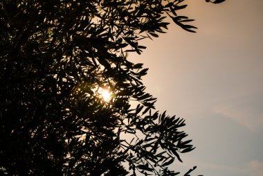 arka plan olarak günbatımı gökyüzü ile zeytin ağaçları