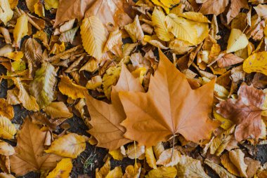 sonbahar yaprakları arka plan