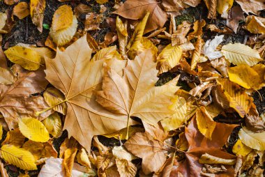 sonbahar yaprakları arka plan