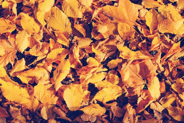 Herfst bladeren achtergrond — Stockfoto