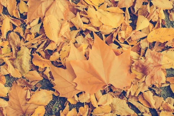 Herfst bladeren achtergrond — Stockfoto