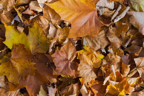 sonbahar yaprakları arka plan