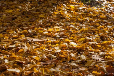 sonbahar yaprakları arka plan