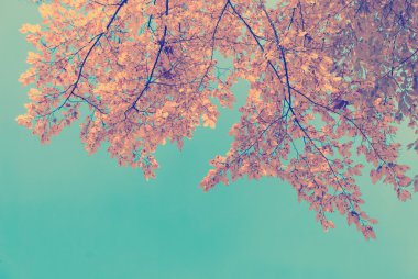 Arka plan olarak mavi gökyüzü ile sonbahar yaprakları