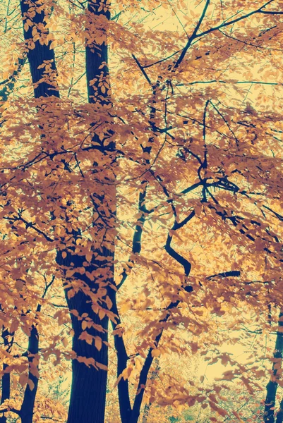 Herfstbladeren met blauwe hemel als achtergrond — Stockfoto