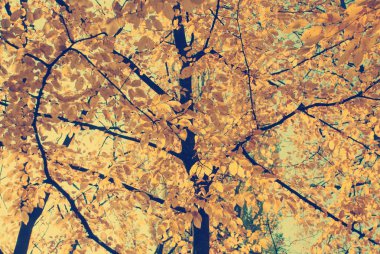 Arka plan olarak mavi gökyüzü ile sonbahar yaprakları