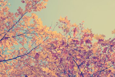 Arka plan olarak mavi gökyüzü ile sonbahar yaprakları