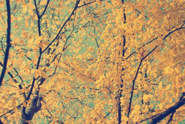 Arka plan olarak mavi gökyüzü ile sonbahar yaprakları