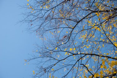 Arka plan olarak mavi gökyüzü ile sonbahar yaprakları