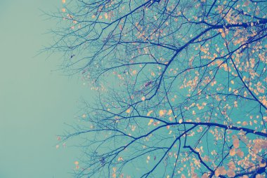 Arka plan olarak mavi gökyüzü ile sonbahar yaprakları