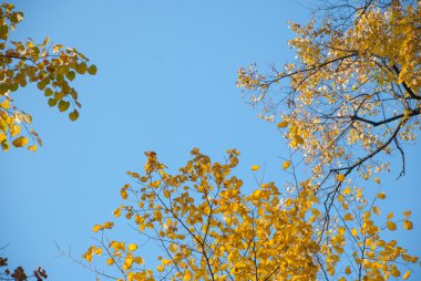 Arka plan olarak mavi gökyüzü ile sonbahar yaprakları