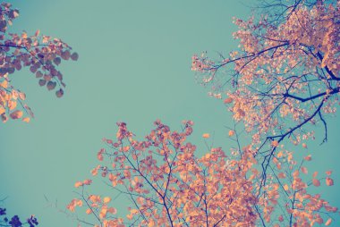 Arka plan olarak mavi gökyüzü ile sonbahar yaprakları