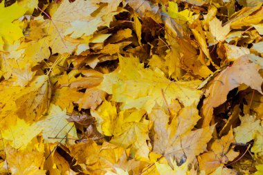 sonbahar yaprakları arka plan