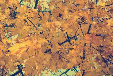 Arka plan olarak mavi gökyüzü ile sonbahar yaprakları