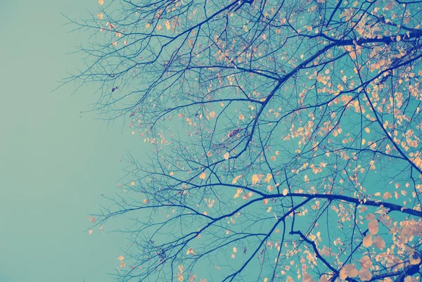 Arka plan olarak mavi gökyüzü ile sonbahar yaprakları