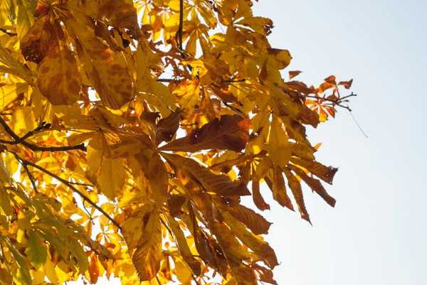 Herfstbladeren met blauwe hemel als achtergrond — Stockfoto