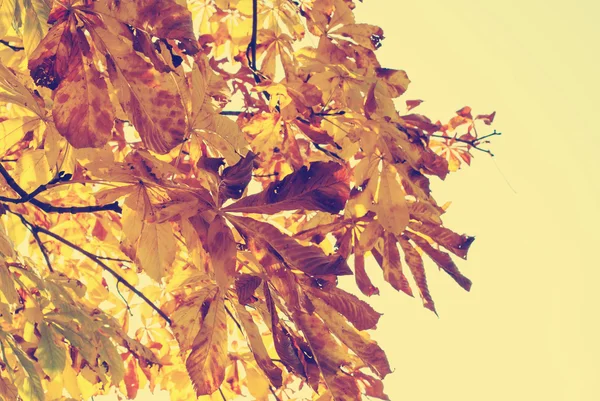 Herfstbladeren met blauwe hemel als achtergrond — Stockfoto