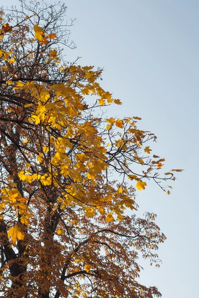 Herfstbladeren met blauwe hemel als achtergrond — Stockfoto