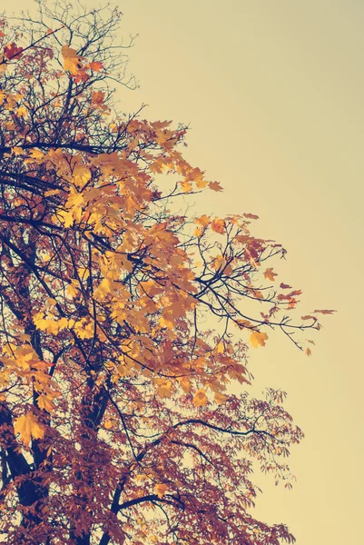 Herfstbladeren met blauwe hemel als achtergrond — Stockfoto