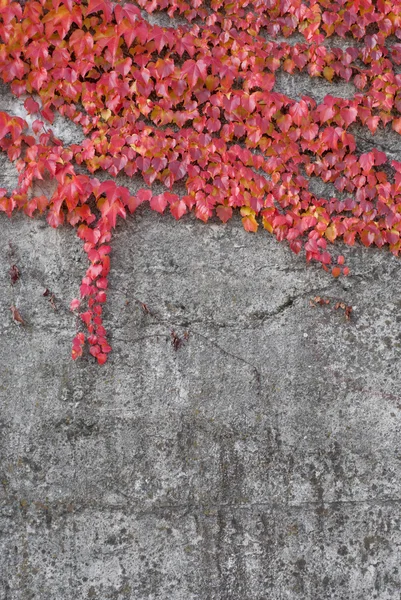 Hiedra roja en la pared conctete —  Fotos de Stock