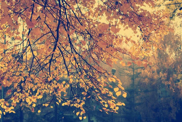 Herfstbladeren met blauwe hemel als achtergrond — Stockfoto