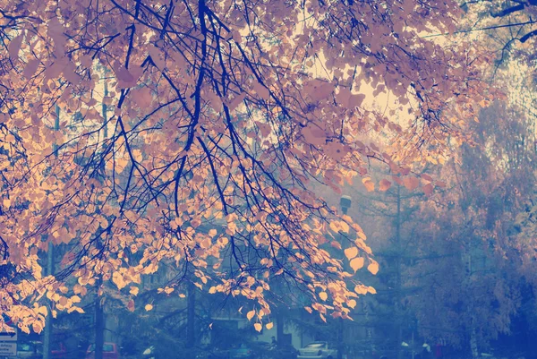 Осенние листья на фоне голубого неба — стоковое фото