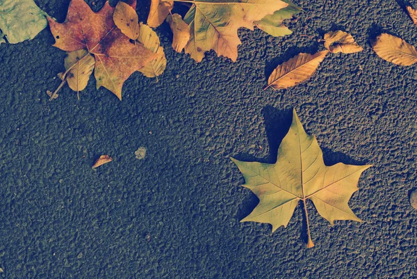Herfstbladeren op asfaltweg — Stockfoto