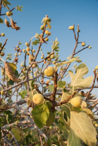 Drzewo figowe z błękitnego nieba — Zdjęcie stockowe