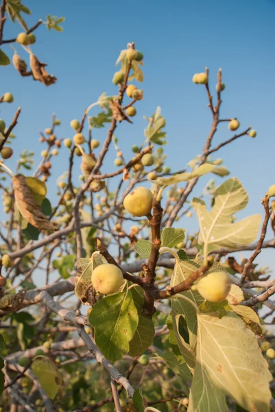 Feigenbaum mit blauem Himmel — Stockfoto