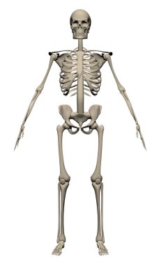 Vektör çizim gerçekçi iskelet