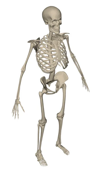 Векторная иллюстрация реалистичного скелета — стоковый вектор