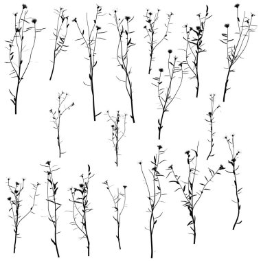 Beyaz arka planda izole edilmiş ayrıntılı bitki siluetleri ile ayarlayın. Vektör illüstrasyonu
