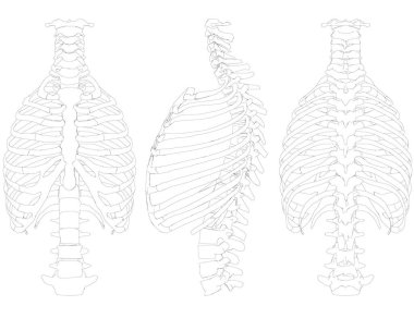 Göğüs ve insan omurgasının dış hatlarıyla ayarlayın. Ön, yan, arka üç boyutlu. Vektör illüstrasyonu