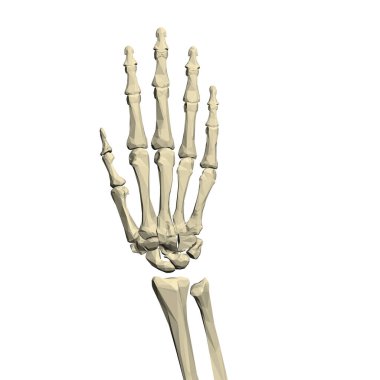 Beyaz arka planda izole edilmiş düşük polimerli insan eli iskeleti. Üç boyutlu. Vektör illüstrasyonu