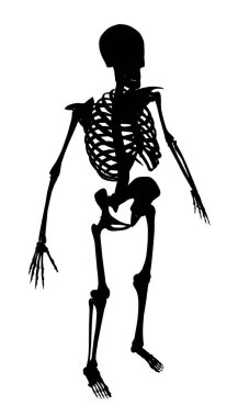 Beyaz bir arka planda insan iskeletinin silueti. Isome Manzarası. Vektör illüstrasyonu