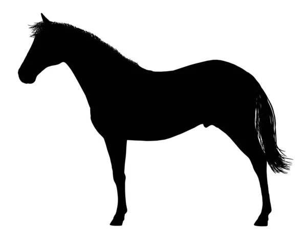 Sílhueta de cavalo em um fundo branco. Vista lateral. Ilustração vetorial — Vetor de Stock