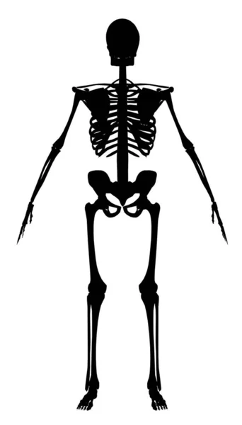 Silhouette eines menschlichen Skeletts auf weißem Hintergrund. Frontansicht. Vektorillustration — Stockvektor