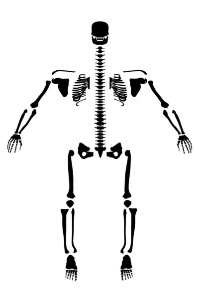 Silueta de un esqueleto humano dividido a los lados. Vista frontal. Ilustración vectorial — Vector de stock